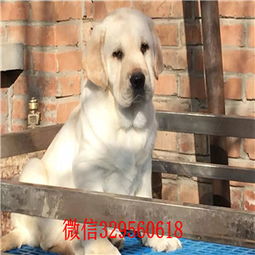 北京哪里可以买到狗狗