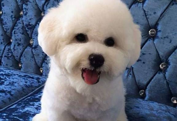 比熊犬美容要多久