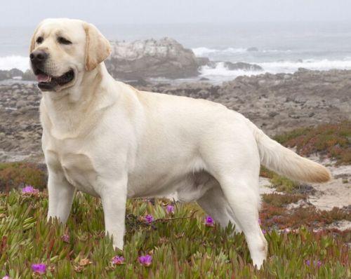 哪些属于大型犬