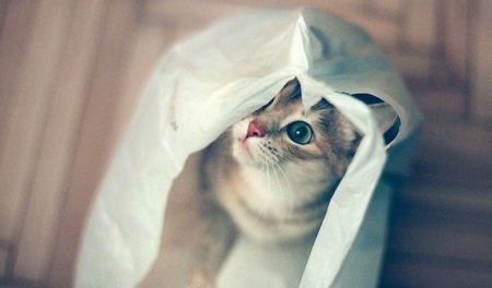 如何防止猫长跳蚤