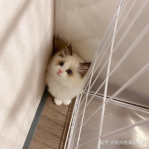 杭州哪里可以买猫