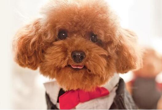泰迪幼犬吃哪个狗粮好