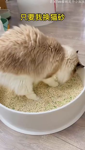如何给猫换新猫砂