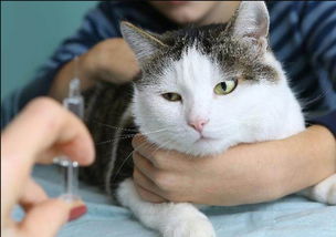 哪里可以打猫疫苗