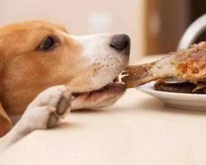 狗狗的食物有哪些
