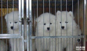 萨摩犬可以活多久