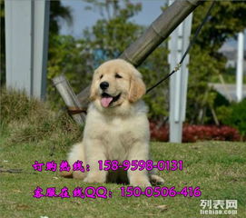 金毛犬去哪里卖