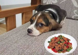 小狗喜欢吃的食物有哪些