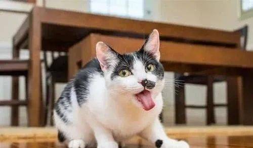 如何给猫咪催吐