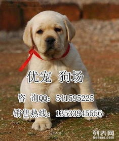 哪里有拉布拉多犬卖