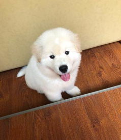 金毛幼犬多久走路