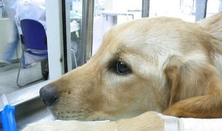 狗狗生病如何护理