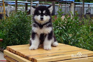 如何喂养阿拉斯加幼犬