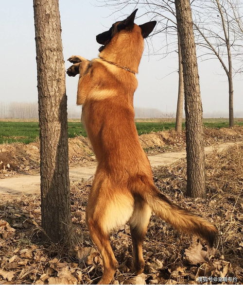 杜宾和马犬哪个温顺
