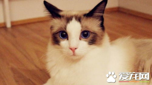 布偶猫吃什么