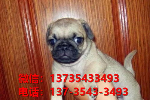 昆明犬舍哪里好