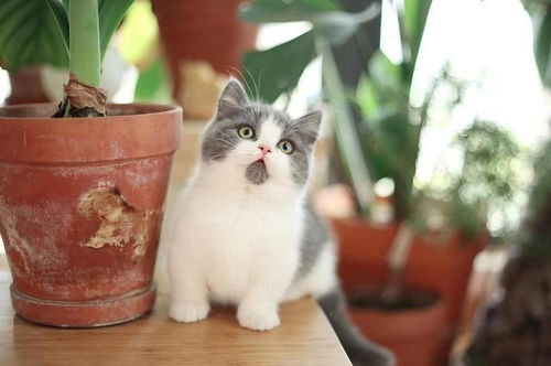 布偶猫和矮脚猫养哪个好