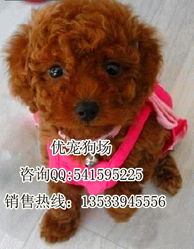 贵宾犬哪里有卖