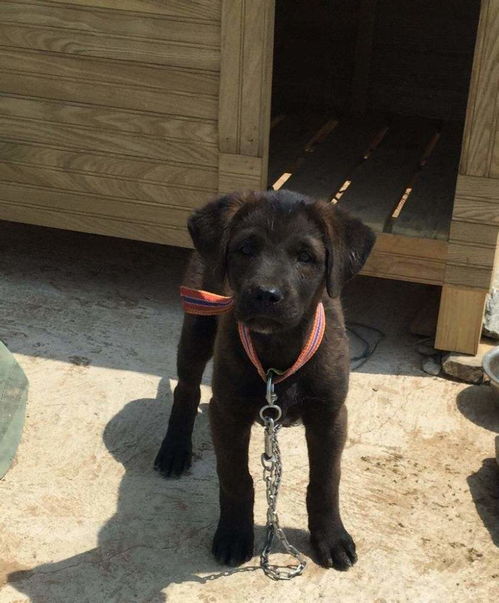 幼犬每天晒多久太阳