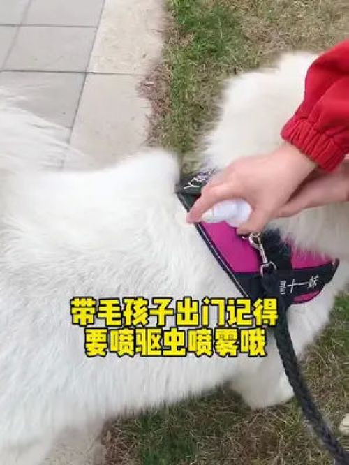 幼犬如何内驱