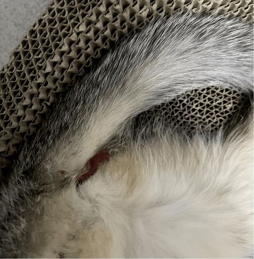 猫流产后流血多久