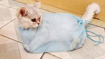 多久给小猫洗屁股