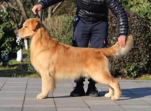 金毛幼犬多久训练