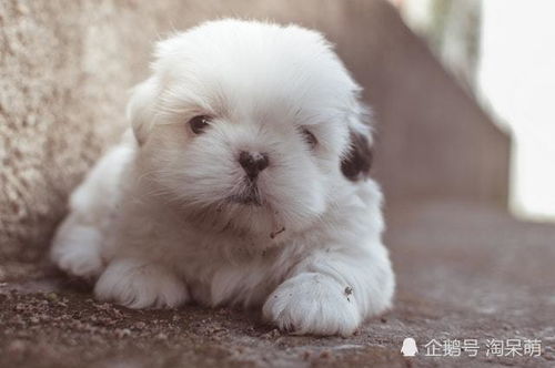 母狗生了小狗多久下奶