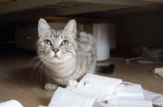 猫犯错如何教训