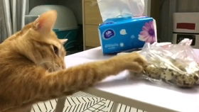 如何和小猫交流