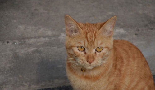 如何防猫跑出去