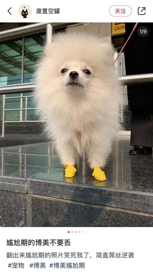 博美犬的尴尬期多久