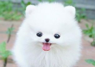 博美犬可以吃哪些事物