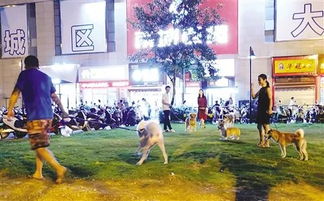 南宁哪里可以遛狗