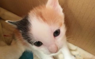 新生小猫多久能睁眼