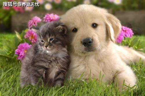 小猫多久清洗耳朵