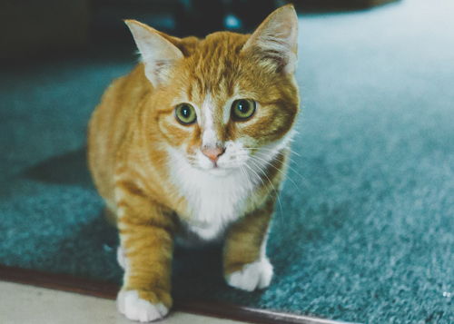 猫吃生鸡肉会怎么样