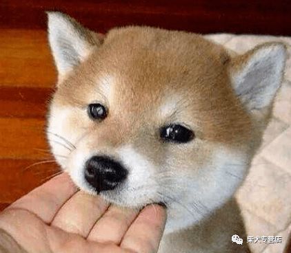 柴犬秋天掉毛多久