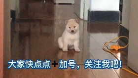 幼犬多久拉粑粑正常
