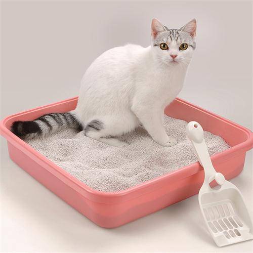 如何教猫用猫砂盆