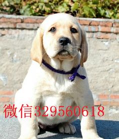 福州犬舍哪里好