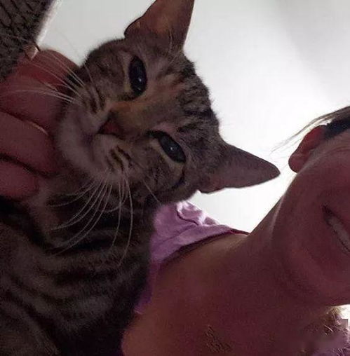 猫多久才知道怀孕