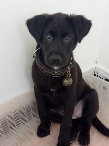 如何鉴幼犬品种