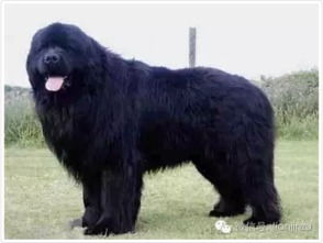 中大型犬有哪些品种