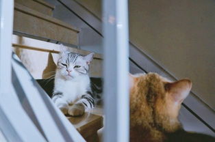 广州哪里有家猫卖
