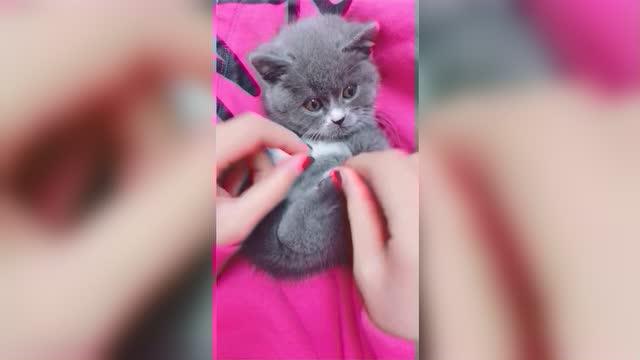 如何让猫快速睡着