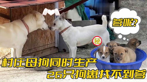母狗生产时间多久
