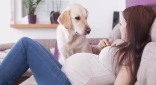 如何看出狗狗怀孕了