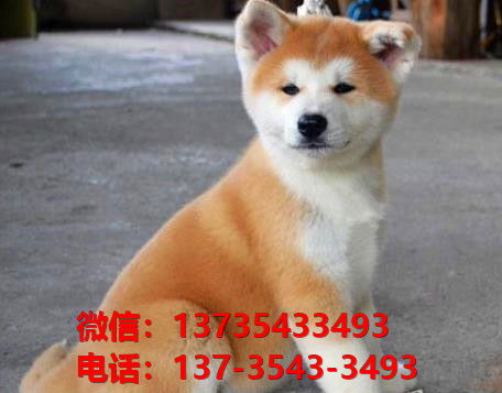 哪里有秋田犬领养
