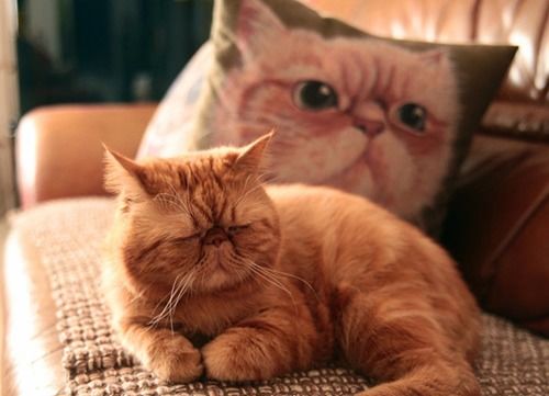猫要多久才能共处